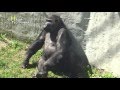 Новый дом гориллы Тони в киевском зоопарке