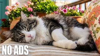Music for Cats Sleeping 🐾 Deep Relaxing Music for Peaceful Cat Sleep &amp; Anxiety Relief 💤 No Ads