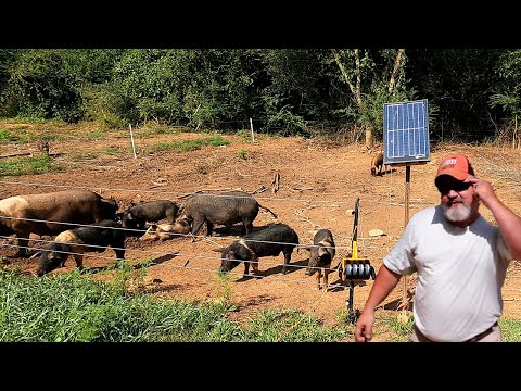 How To Train Your Pigs On Electric Fencing