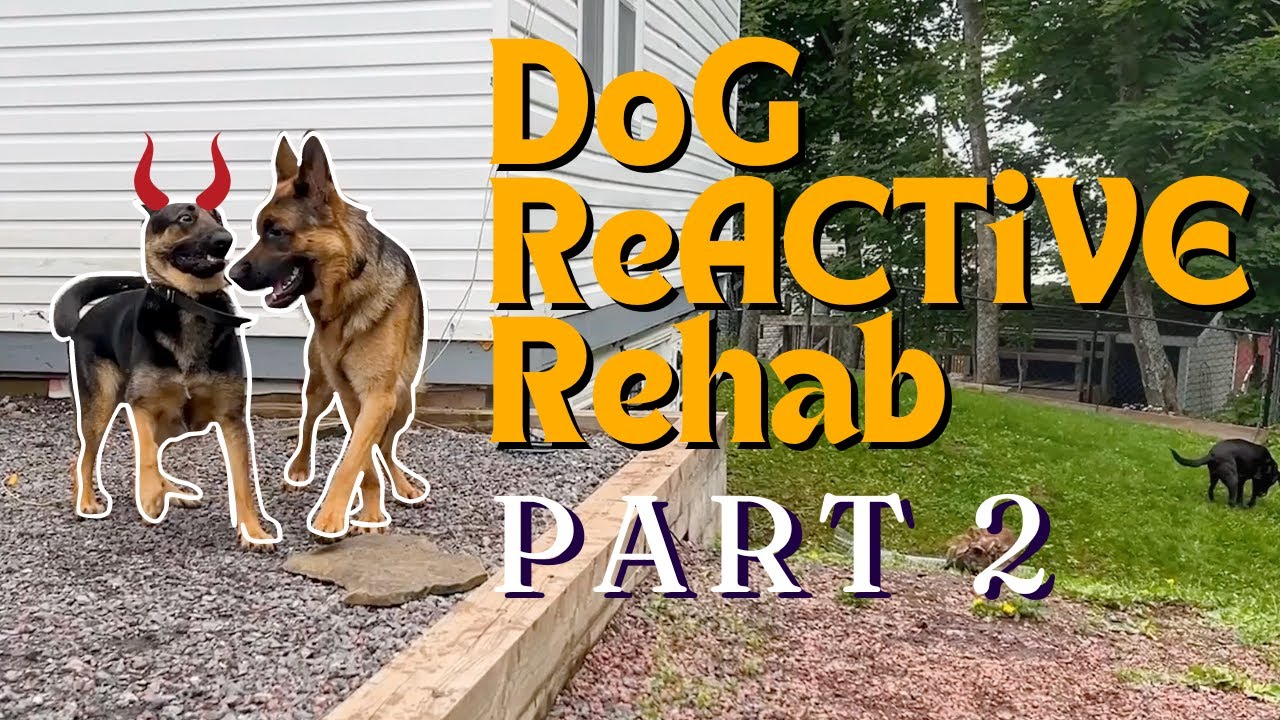 Dog Reactive to Social (Part 2)