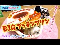 【SNS映え】Bigプッチンプリン！お兄ちゃんがプリンになっちゃった⁉️カップ型ペットベッドで甘いくつろぎ♪