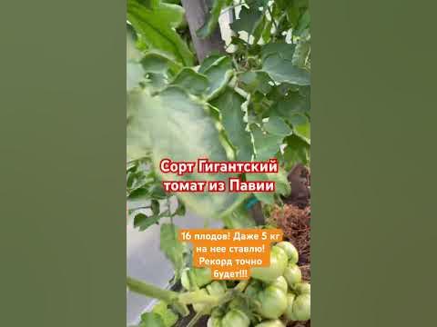 Рекордная кисть помидора ️🍅🍅🍅 - YouTube