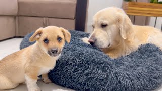 Golden Retriever doesn't want to share his bed with a Puppy