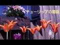 江原ビオラ咲き始めました✼富山のチューリップ福袋が届きました 春の庭を可愛く❁｡ﾟ❀｡*。❀ﾟ*❁素敵に