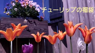 江原ビオラ咲き始めました✼富山のチューリップ福袋が届きました 春の庭を可愛く❁｡ﾟ❀｡*。❀ﾟ*❁素敵に