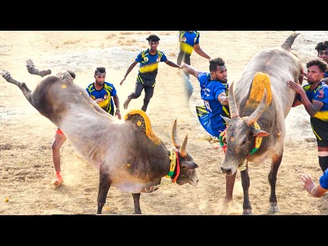 கருப்பாயூரணி அய்யம்பாண்டி பாண்டிச்சாமி குழு VS சுண்ணாம்பிருப்பு செந்தில்குமார் அவர்களது மேகாட்டுகாளை