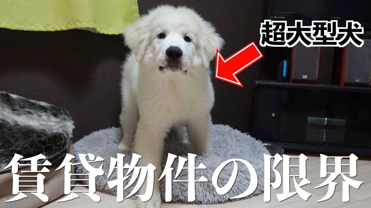 グレートピレニーズ…舐めていました。もう飼えません。。 - YouTube