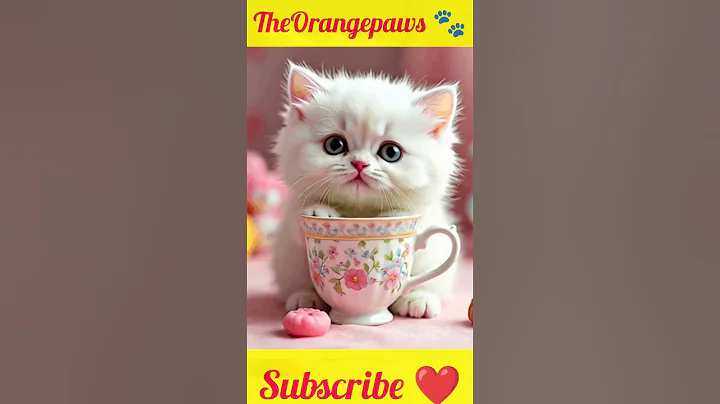 Video 11179911: cat adorablecat, tiny kitten, kitty teacup, baby cats cutest, kitten enjoying, little kitty, funny pets