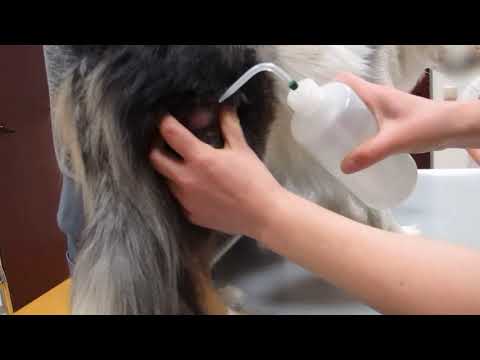 Video: Über Feinnadelaspiration bei Hunden