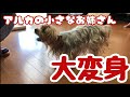 【驚愕】ボサボサだったわんこがトリミングで大変身！？