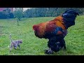 Giant Rooster and Cat - Brahma Chicken - Video 4K