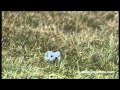 Lustiges Hermelin auf Jagd Funny Ermine hunting