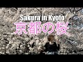 【夢のような体験】人生ではじめての京都の桜! | やっと関西に帰ってきました
