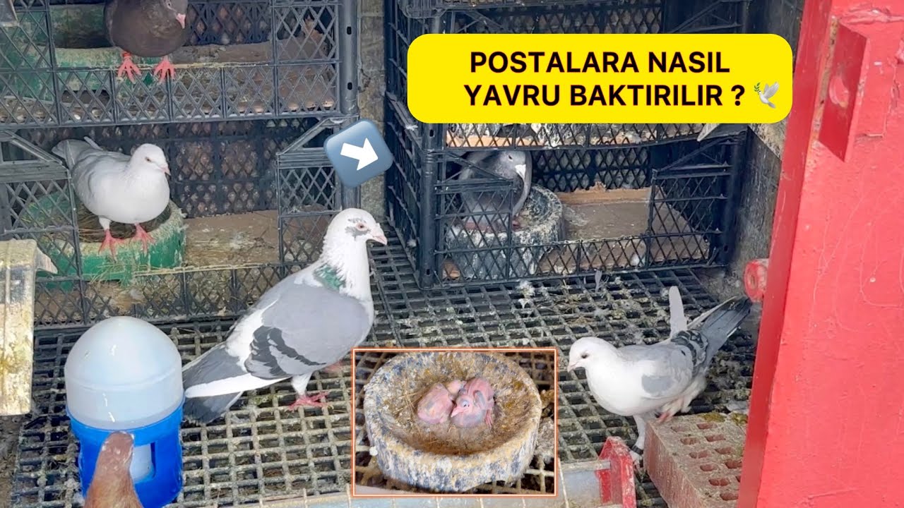 MİSKİNİN YAVRUSUNU BAKICI POSTALARIN ALTINA KOYDUK - YAVRU YUMURTA NASIL KAYDIRILIR ? Güvercin