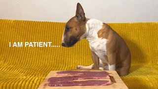 My dog ​​alone with the meat. by Minibull Team 568 views 1 year ago 10 minutes, 49 seconds