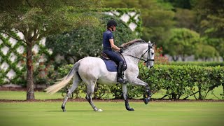 Developing Dressage Horse Quina del Pico - 2020 Lusitano by Escorial - Wellington, FL, March 2024