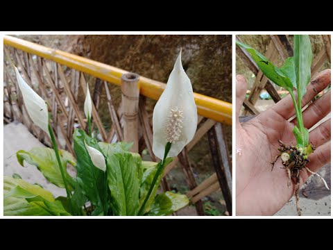 Video: Leitfaden zum Beschneiden einer Friedenslilie: Sollten Friedenslilien beschnitten werden?