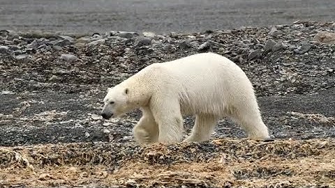 Polar Bear Walking On Land Stock Video