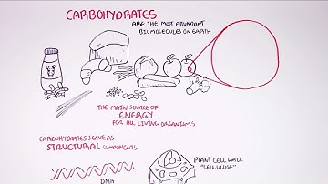 Hungry Microbiome: Biochemistry of Carbohydrates