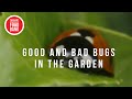 TAFB Gardening Webinar: Good and Bad Bugs in the Garden