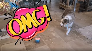 If You Have A Dog, This Is 4 You !  Pig Bounces and Jumps !