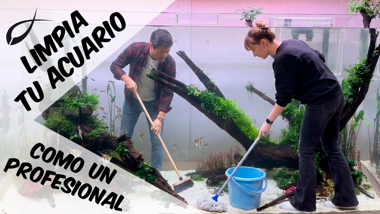 🔥 Tu acuario puede lucir MUCHO mejor | Cómo limpiarlo como un profesional | PezVerde