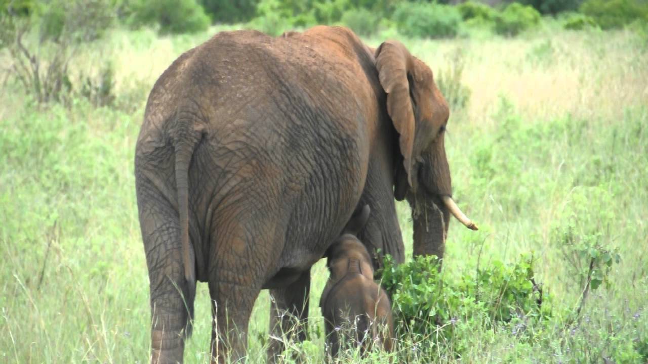 21 apr 2012 , Tsavo est ..si parteeeeeeee all'avventura safari (Donamasai)