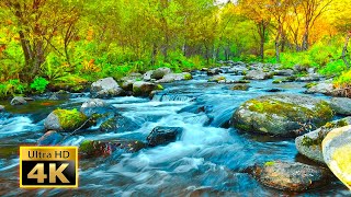 Relaxing Nature Sounds - River and Forest Sounds, Birdsong 2 Minutes [4K]