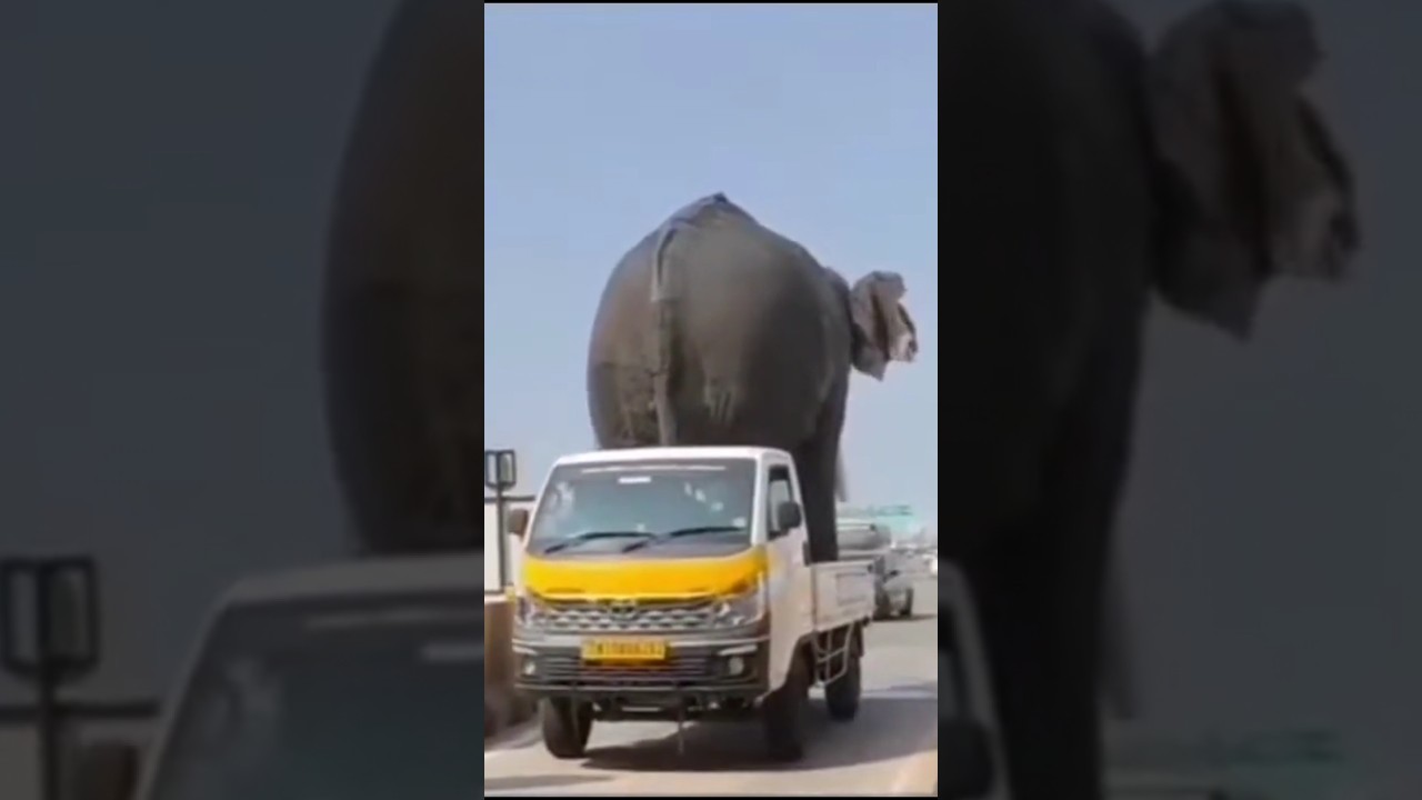 other pick-up vs Tata pickup 