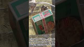 Monkey video  Prank monkey #funny #monkey #monkeyvideo #animals #funnyanimal #monkeyshow #animals