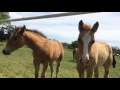Watching Baby Horses With Their Moms - Lead Mare Comes Over To Warn or Get Pets