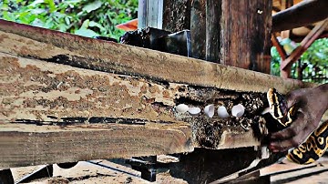 surprising discovery while sawing old teak logs at the sawmill