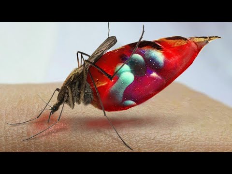 Video: Mengapa Nyamuk Tidak Dapat Dimusnahkan? - Pandangan Alternatif