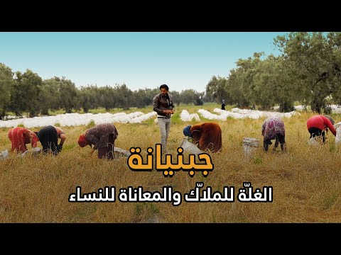 جبنيانة الغل ة للملا ك والمعاناة للنساء