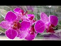 ОРХИДЕЯ фаленопсис с рваными лепестками и др. в  ЛЕРУА МЕРЛЕН орхидеи orchid phalaenopsis ОРЕНБУРГ