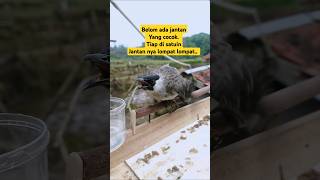 Download Lagu kutilang pikatnya over birahi MP3