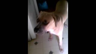 Sampson Pit Bull Puppy 6 Months Blue Fawn