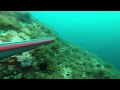 miscellaneous catches
