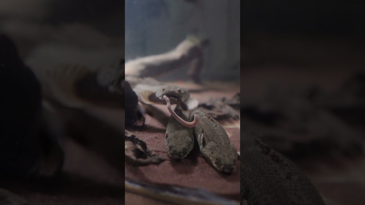 Lapradei Bichir feeding on night crawler #shorts