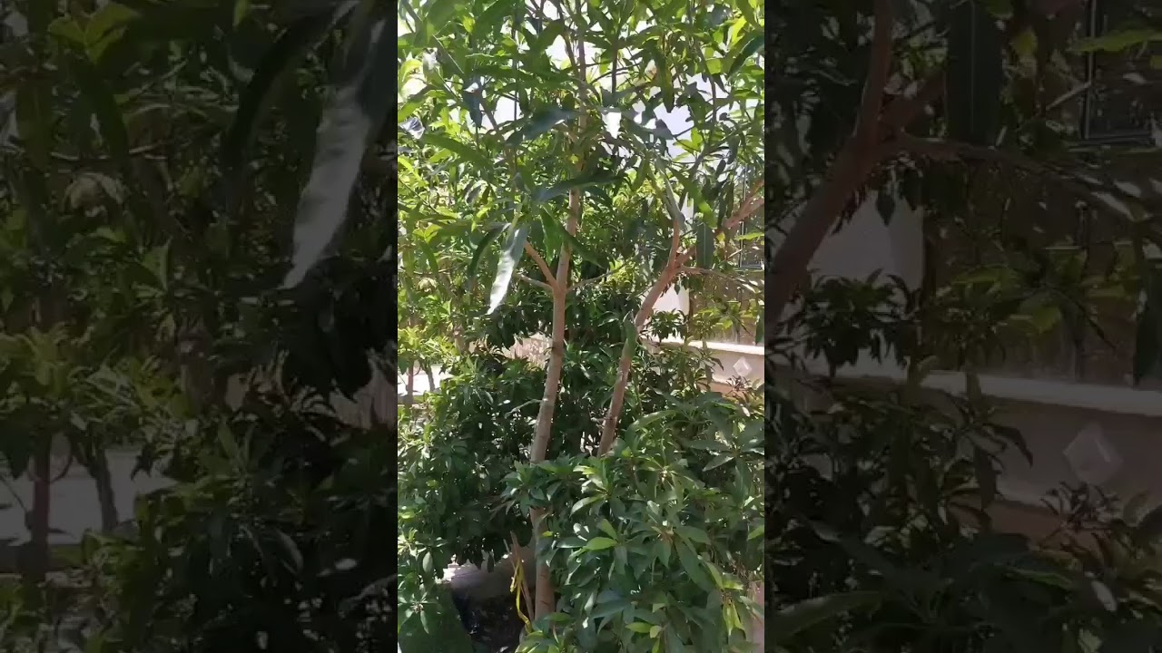 انواع الأشجار المثمرة