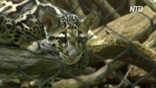 Редкие дымчатые леопарды дебютируют в зоопарке Вашингтона Редкие дымчатые леопарды дебютируют в зоопарке Вашингтона