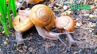 Amazing Snails, relax with snails crawling and soft music screenshot 5