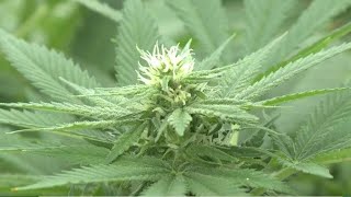 Medical marijuana insurance coverage concerns