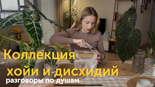 видео: Моя коллекция хойи и дисхидий, разговоры по душам картинка: Моя коллекция хойи и дисхидий, разговоры по душам