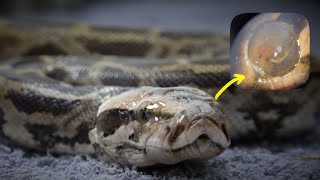Nature's Miracle: Baby Python's Eye Healing Process - Episode 46