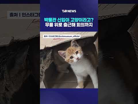 <strong>박물관</strong> 신입이 고양이라고? 무릎 위로 출근해 회의까지｜ TJB 대전·세종·충남뉴스