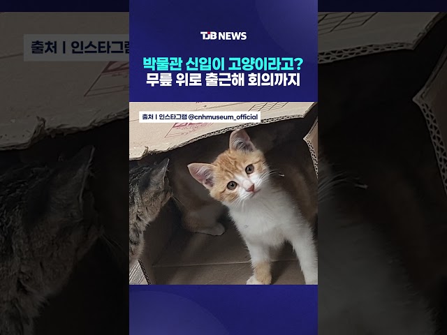 박물관 신입이 고양이라고? 무릎 위로 출근해 회의까지｜ TJB 대전·세종·충남뉴스