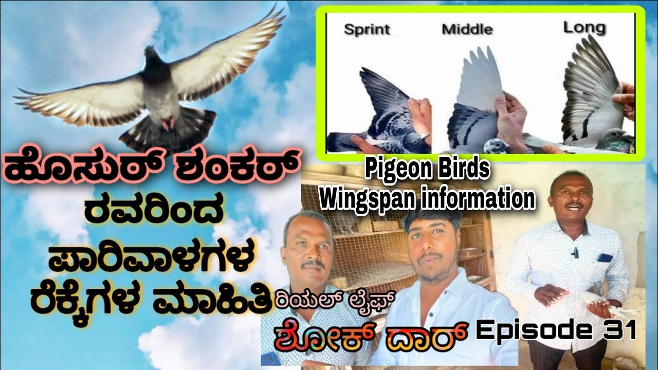 hosur shankar Real Life Shokdhar |Episode 31 | ಪಾರಿವಾಳಗಳ ರೆಕ್ಕೆಗಳ ಮಾಹಿತಿ