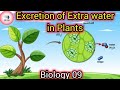 Excretion of Extra Water | Mechanism for Excretion in Plants | 9th Biology @BioBrain_by_rafahkhan