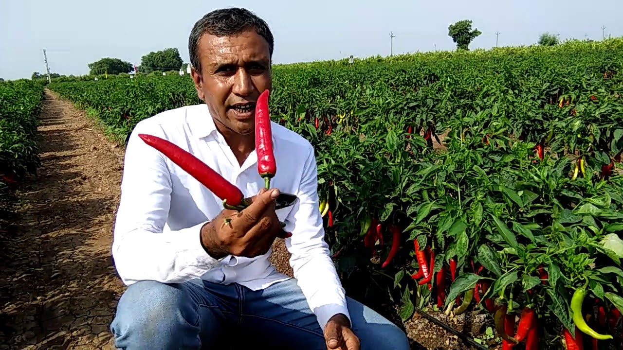 Swati seeds, हा.मिरची रेशमा-084, Mo-94267 01432, 94260 67260